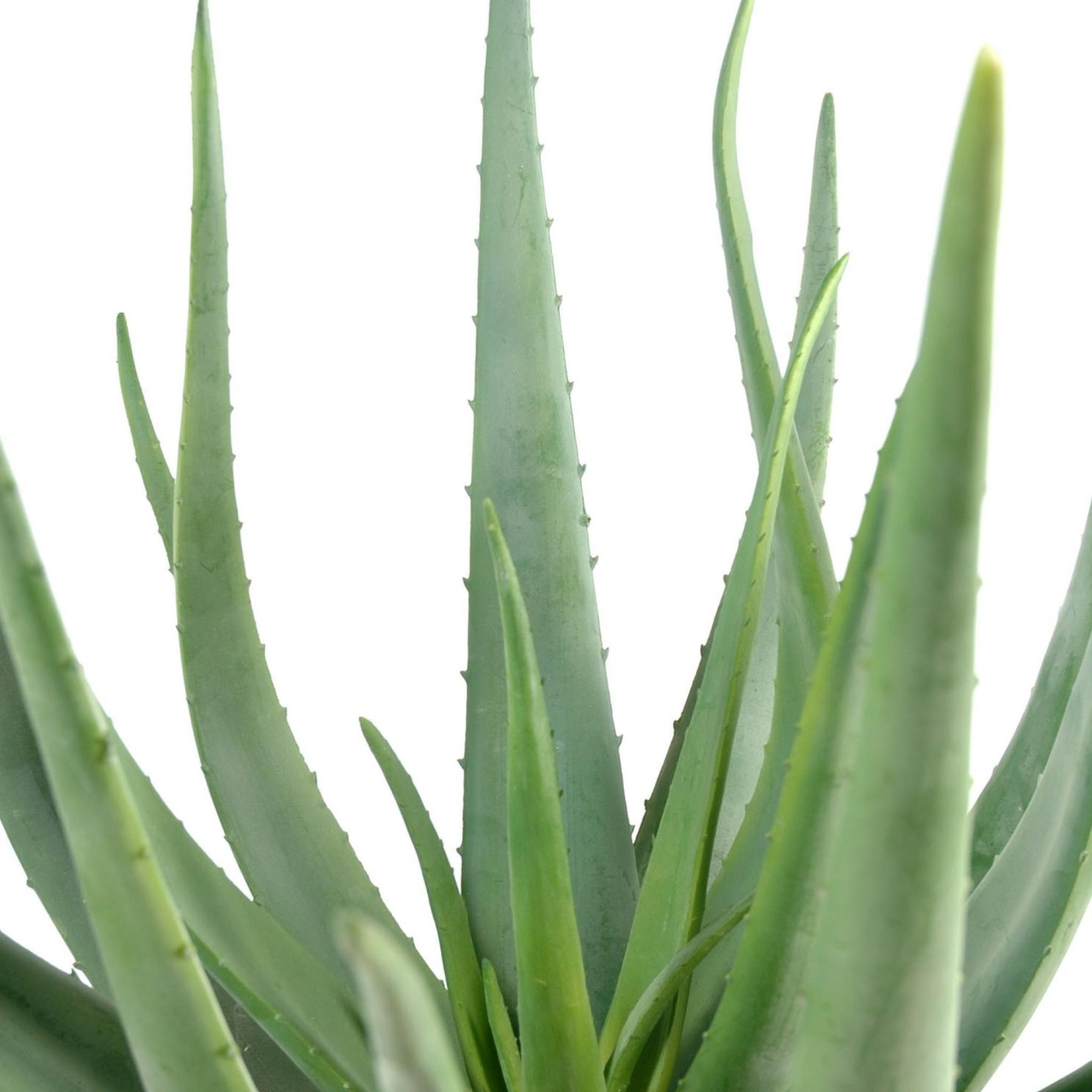 Autre angle du modèle : Choisir une rosette synthétique plutôt qu’un arbre encombrant