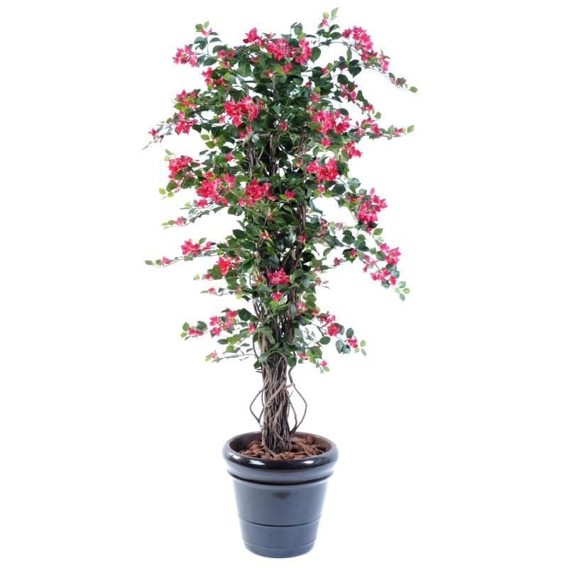 Faire de la floraison fuchsia le point d’accent du salon — vue du modèle
