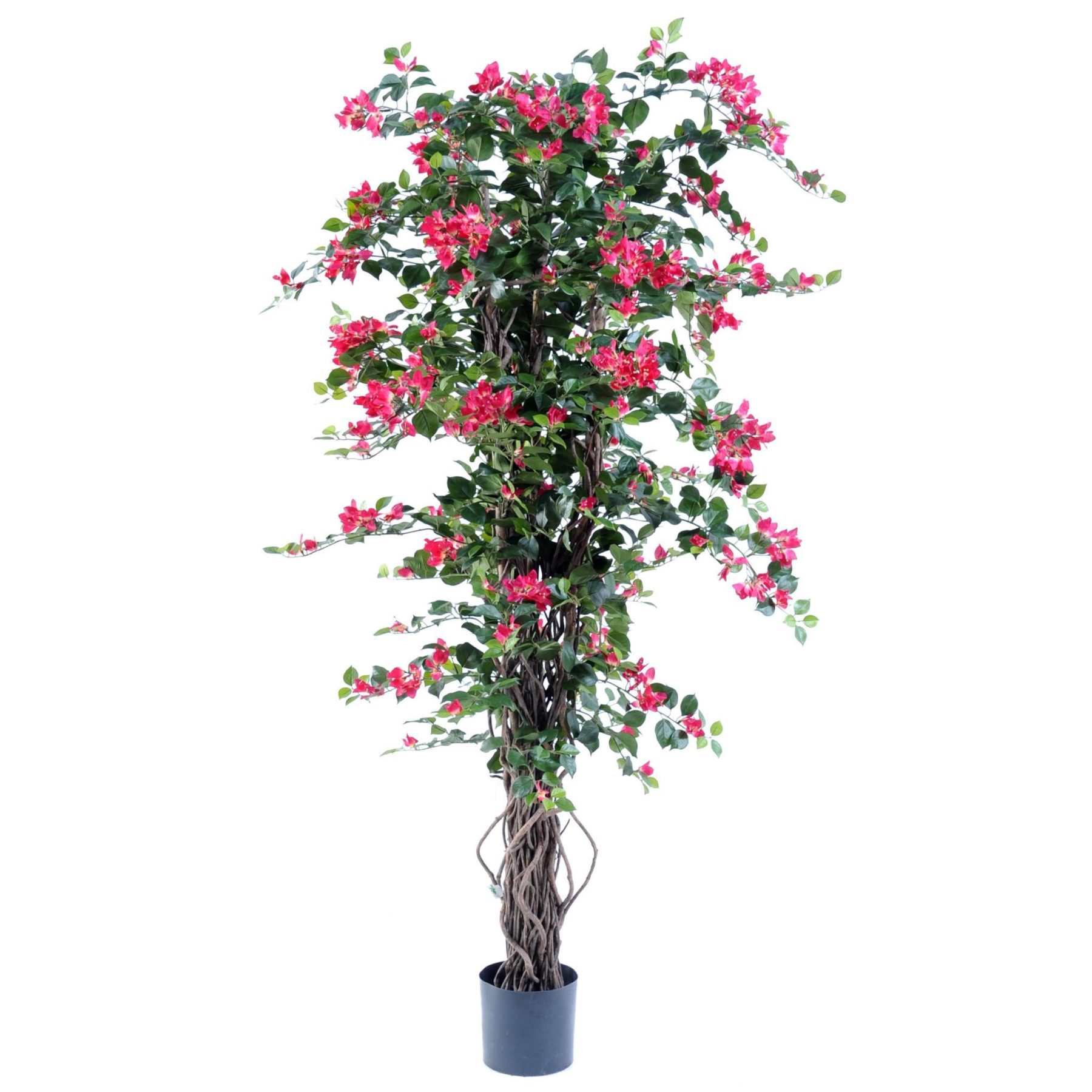 Autre angle du modèle : Faire de la floraison fuchsia le point d’accent du salon